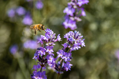 Close-up of bee pollinating on lavender