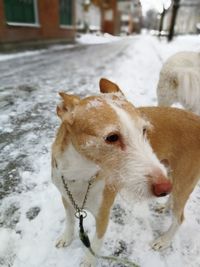 Close-up of dog in snow