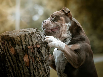 Close-up of dog