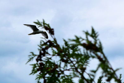 Low angle view of eagle flying against sky