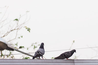 Bird perching on cable against clear sky