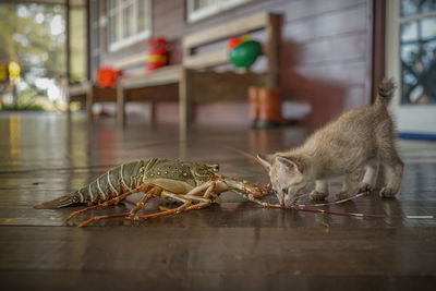 Close-up of lizard on table