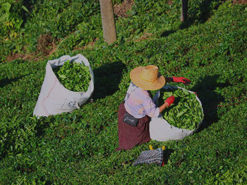 High angle view of man working on field