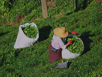 High angle view of woman picking tea in field