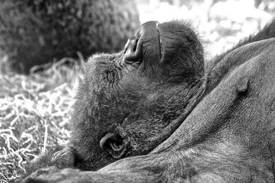 Relaxed gorilla looking away