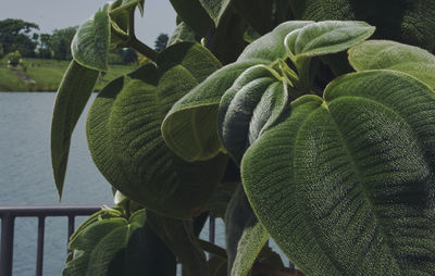 Close-up of plant growing by sea