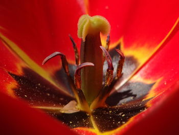 Close-up of water drops on flower