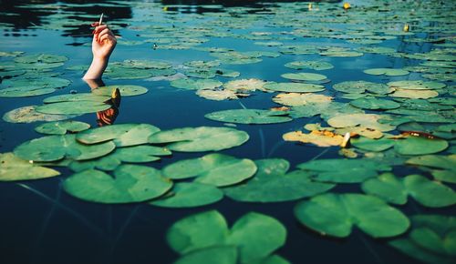 Cropped hand of woman holding cigarette surrounded by lily pads in pond