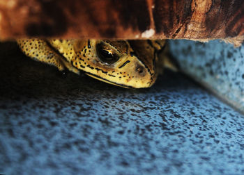 Close-up of a lizard
