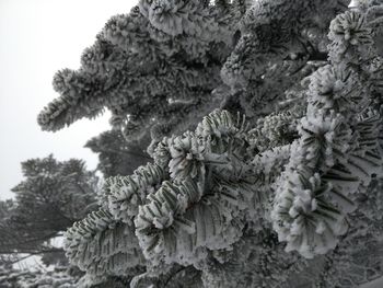 Close-up of pine cone on tree during winter