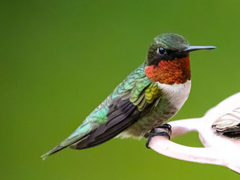 Ruby throated hummingbird perched on feeder