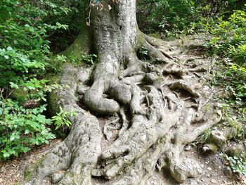 Graffiti on tree trunk