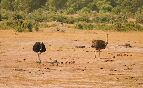 Ostriches and young birds perching on field