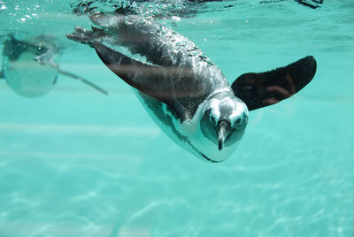 Swimming in sea