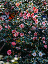 Close-up of pink flowering plants