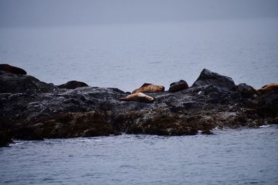 View of sea and rocks