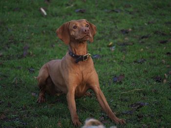 Dog on field