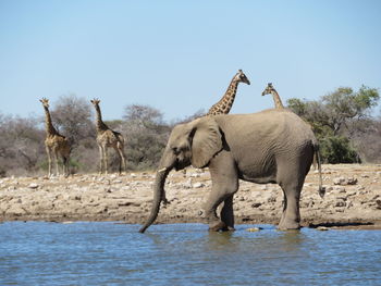 View of elephant in lake against clear sky