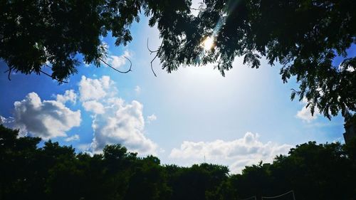 Low angle view of trees against sky