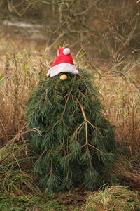 Red christmas tree on plant