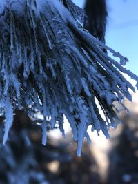 Close-up of icicles on tree against sky
