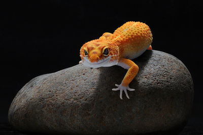 Leopard gecko lizard