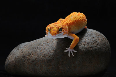 Close-up of lizard on rock against black background