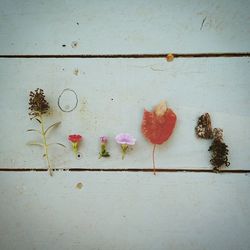 Close-up of flowers against wall