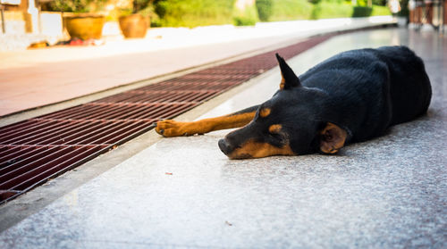 Close-up of dog