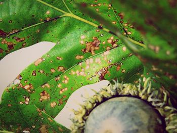 Close-up of green leaves on plant