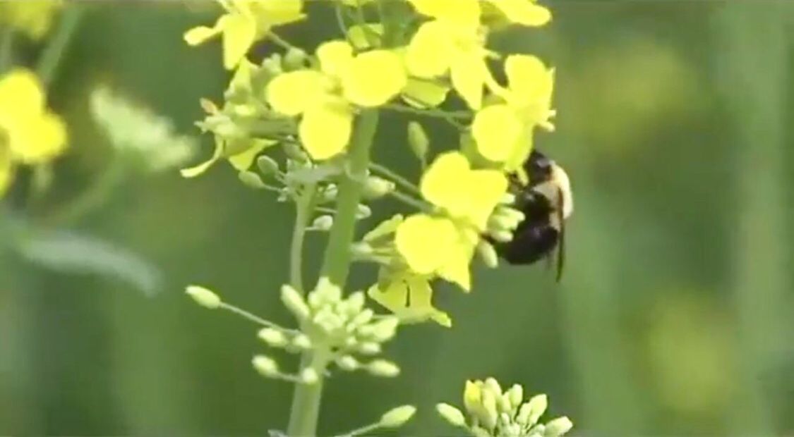 CLOSE-UP OF HONEY BEE ON FLOWER