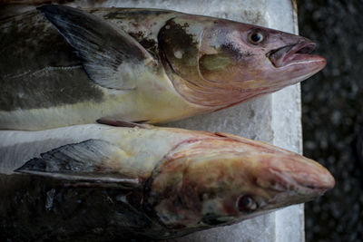 Close-up of fish for sale