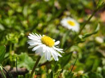 Close-up of white daisy flower