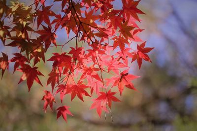 Close-up of maple leaves on tree