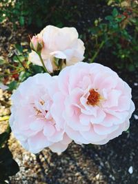 Close-up of pink rose flower