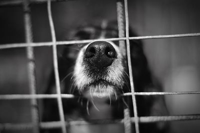 View of dog in cage at zoo