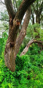 Tree trunk in forest