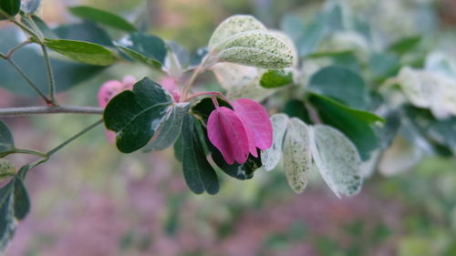 Close-up of flower blooming outdoors