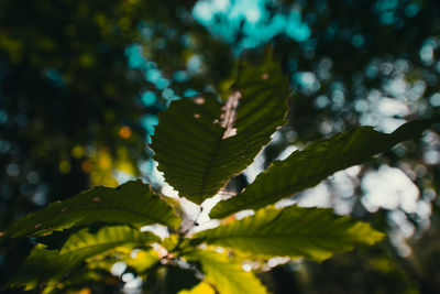 Close-up of leaves on tree