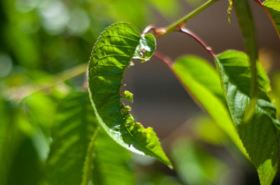 Close-up of wet leaves