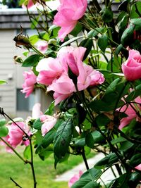 Close-up of pink flowers growing on branch