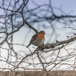 Close-up of robin perching on twig