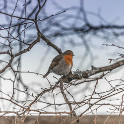 Birds on bare tree against clear sky