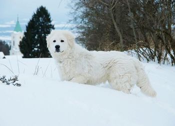 Portrait of white dog on snow