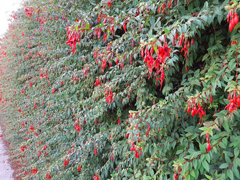 Red berries on plant