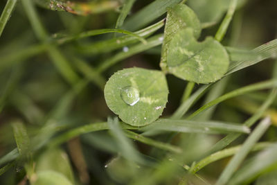 Close-up of raindrops on leaves