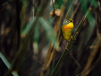Bird perching on leaf