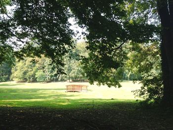 Trees and plants on field in park