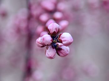 Close-up of pink flowers