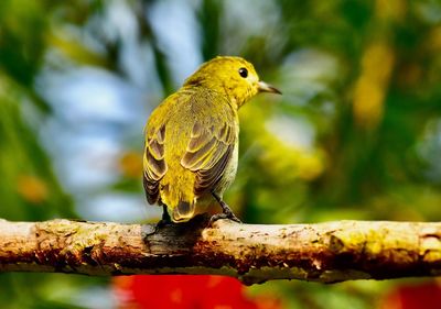 Close-up of bird perching on branch